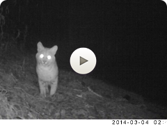Small Bobcat (Night)