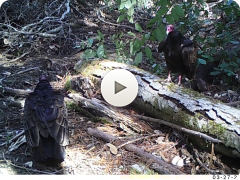 Turkey Vulture Squabble